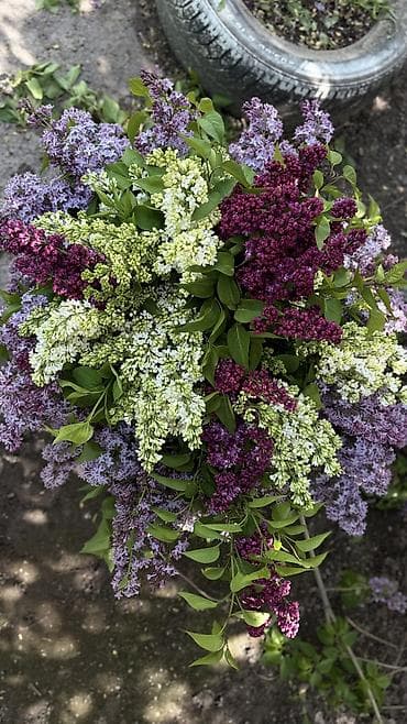 бука эт: Сирень срезанная — пышные ароматные ветви для букетов и декора. Есть — 5