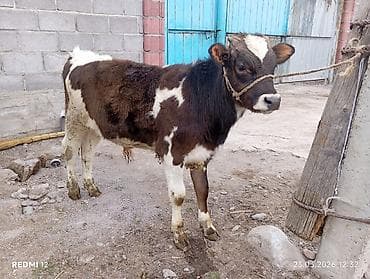 сементал уйлар: Продаю | Бык (самец) | На откорм | Привязанные — 1
