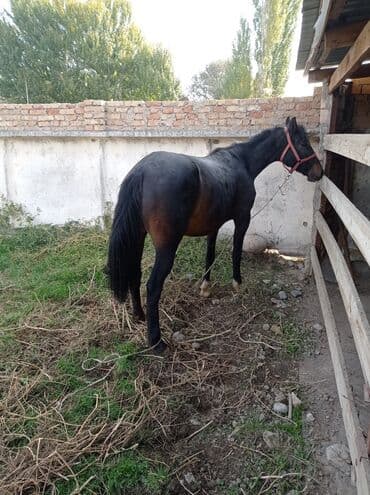 кролики декоративные: Продаю | Кобыла (самка) | Рабочий — 3