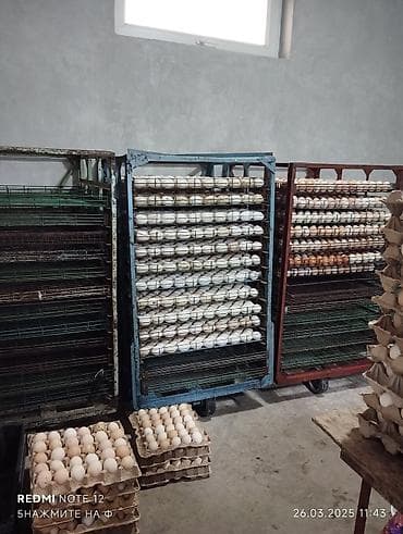 Тармактык маркетинг: Талап кылынат Канаттуу куш багуучу, Төлөм: Жума сайын, Окутуу — 5