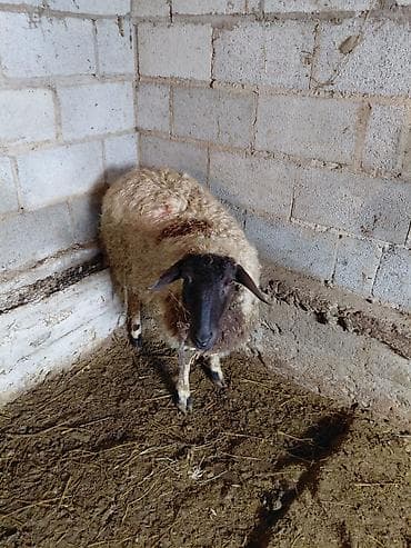 дорпер баран купить: Продаю | Овца (самка) | Полукровка | Для разведения | Матка — 3