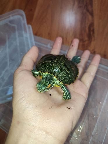 ат бишкек: Красноухая черепаха, большая 550сом. маленькая 300сом - Яркий зелёный — 4