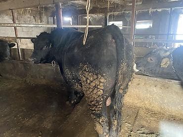 ангус ош: Продаю | Бык (самец) | Герефорд, Алатауская, Абердин-ангус | На откорм, На забой — 8