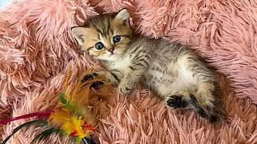 Британская короткошёрстная, 1 месяц, Мальчик, Золотая шиншилла, Приучена к лотку