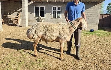 кок тай: Продаю | Овца (самка) | Арашан | Для разведения | Племенные, Осеменитель — 2