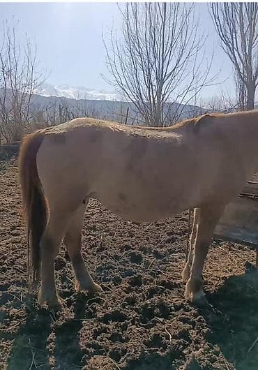 мышык фото: Сатам | Жылкы (эркек) | Аргын, Дончак | Жумушка | Мерин — 6