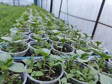 воды: Рассада огурца в стаканчиках - Сеянцы огурца, выращенные в теплице в — 3