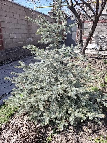 купить семена голубой ели: Ель колючая (Picea pungens), серебристая форма - Тип: декоративное — 1