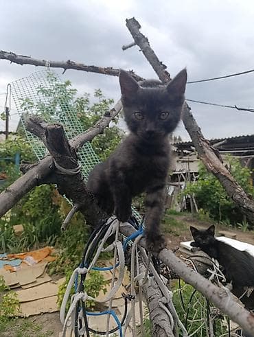 котята в канте: Беспородная, 2 месяца, Девочка, Черный, Приучена к лотку — 3