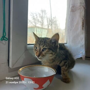 клетка перепелка: Домашняя, ласковая, мурчащая - отдадим в добрые руки с приданным, у — 3