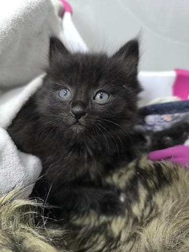 я ищу котёнка: Кошка даром: Беспородная, 2 месяца, Девочка — 1