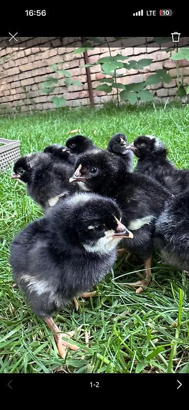 Ветеринар кызматы: Сатам | Тооктор, Короздор, Балапандар | Гриз Бар — 1