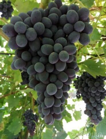 дом кочкор: Дом, 70 м², 4 комнаты, Агентство недвижимости, Косметический ремонт — 13