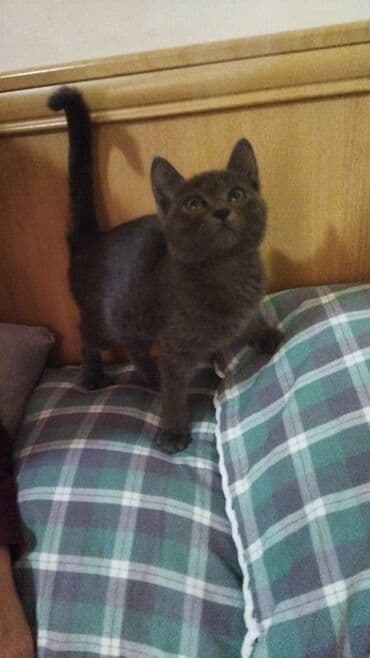 отдам породистых котят: Отдам даром котят. 2 мес. Игривые, на латок ходят. Кушают всё — 10