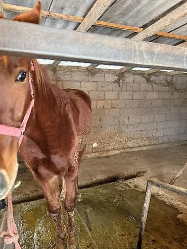 клетки для птицы: Продаю | Жеребенок — 7