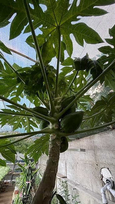 папайя: Саженцы папайи!!! 🌴🌴🌴 Дерево папайи может вырастать до 2,3 метра в — 4