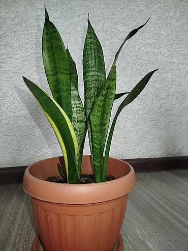 Комнатные растения в горшках 1) Замиокулькас (долларовое дерево) - — 7