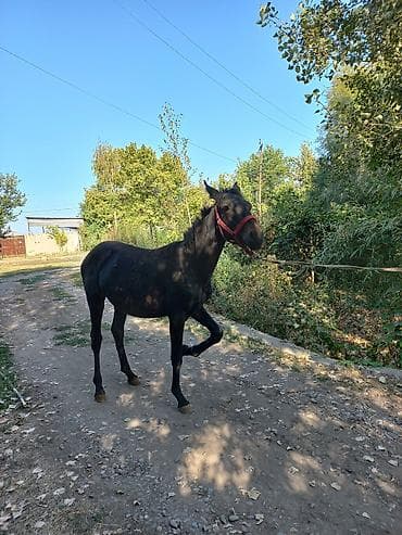 конь: Продаю | Кобыла (самка) | Рабочий — 3