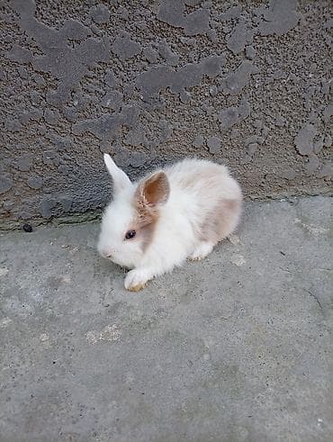 собака такса щенок: Карликовые декоративные кролики (пуховые «львиноголовые» типаж). - — 4