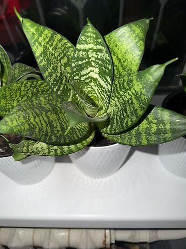 драценна: Сансеверии (Sansevieria, «щучий хвост») Продаю сансеверии, посажены — 2