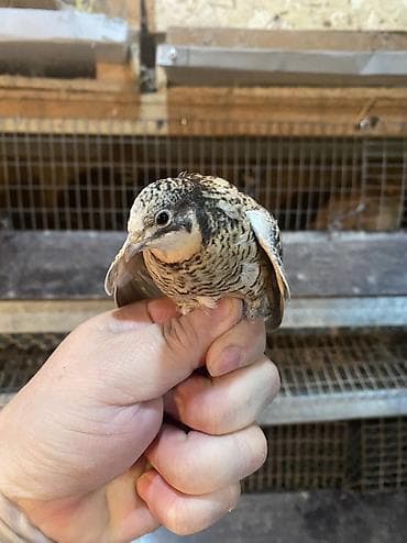 кормовые насекомые: Инкубационные яйцо китайских расписных перепелок - Породы/окрасы — 6