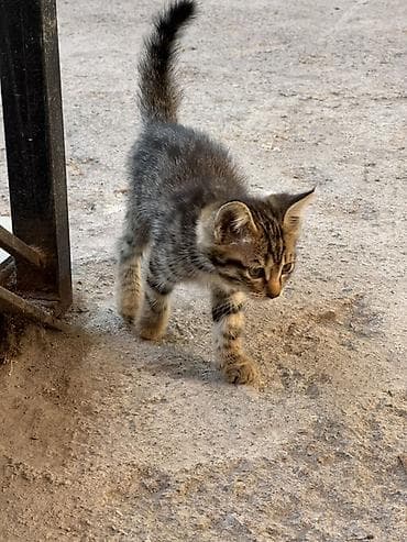 котят даром: Отдам даром в добрые руки, котята самостоятельные, приучены — 4