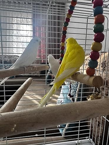 Зоотовары: Волнистые попугаи с полной клеткой и аксессуарами - Вид: волнистые — 5