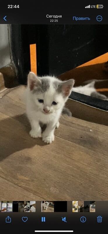 продажа щенков немецкой овчарки с документами в бишкеке: Котята серо-белого окраса - Возраст: на фото — малыши одного помёта — 8