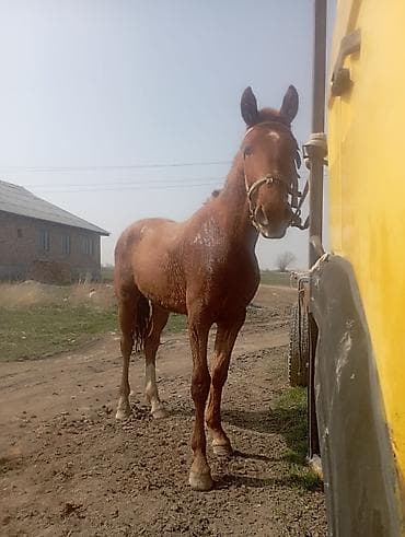 А/ч жаныбарларын сатып алам: Сатам | Байтал | Жумушка — 2