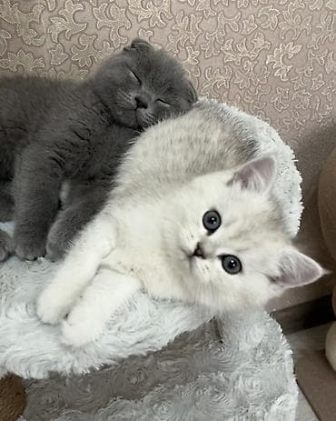 Үй жаныбарлары: Домашние, ручные котята 🐱🤍 На фото два малыша: 🐾 Мальчик — вислоухий — 3
