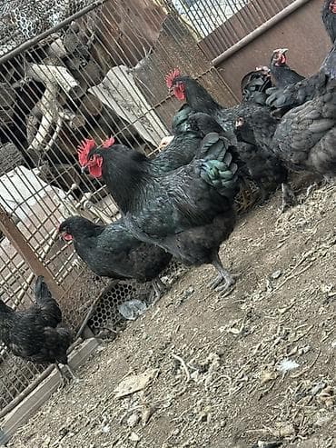 боос кой: Продаю | Петух — 1