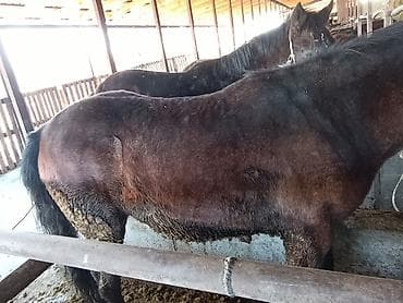 машинка для стрижки животных: Продаю | Жеребец — 7