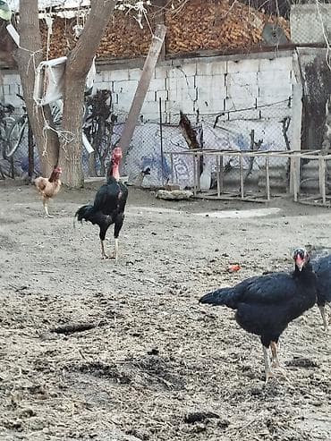 домашные курицы: Продаю | Петух | Бойцовая | Для разведения — 3
