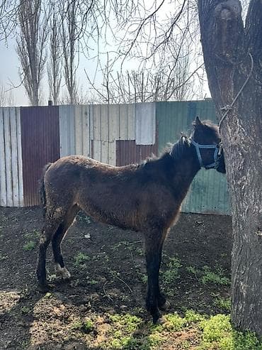 сухое молоко для животных: Продаю | Кобыла (самка) | Полукровка | Для разведения, Для молока, Рабочий | Племенные — 5