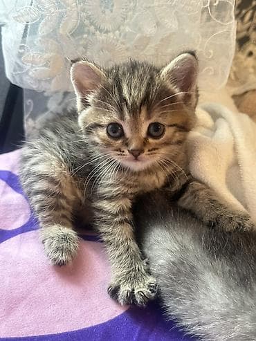 scottish fold: Котёнок тигровый табби - Порода/тип: короткошёрстный домашний — 3