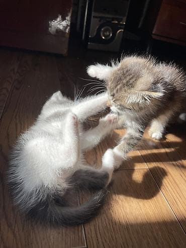 коты мейкун: Котята, домашнее выращивание. - Возраст: 2 месяца. - Окрас: - — 4