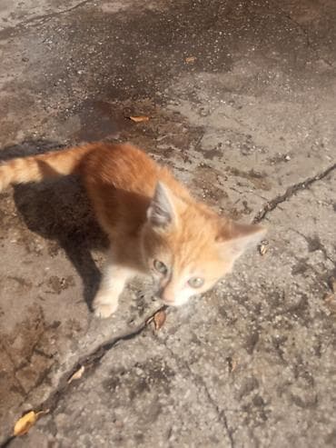 кошки даром: Отдам котят в хорошие руки — 3