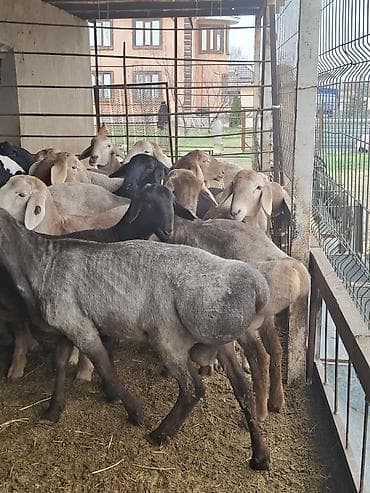 С/х животные и товары: Продаю | Овца (самка) | На забой — 4