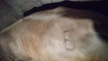 луговое быки: Продаю | Бык (самец) | На откорм | Привязанные — 3