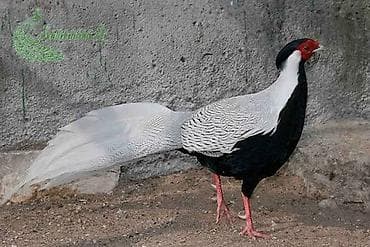 Продаю. инкубаторское яйцо