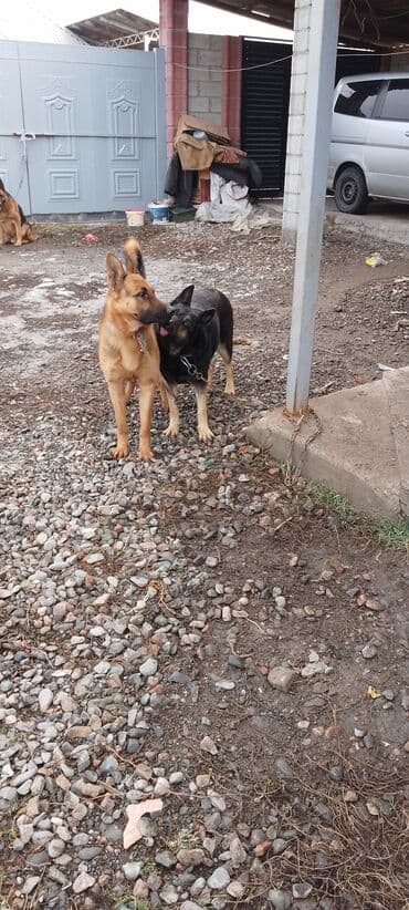 джек рассел терьер купить бишкек: Продаю восточной европейские овчарки самка и кобель по 3,5 года щенок — 2