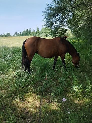 Животные: Продаю | Кобыла (самка) | Рабочий — 3