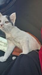 продажа щенков немецкой овчарки с документами в бишкеке: Котята - Окрас: один белый с тёмным пятном на голове, один — 3