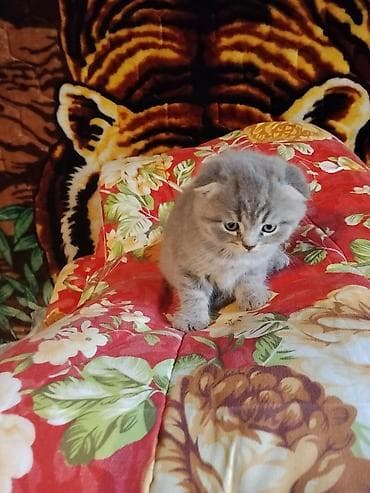 скотиш: Шотландские вислоухие котята (Scottish Fold) - Окрас: серый/голубой — 4