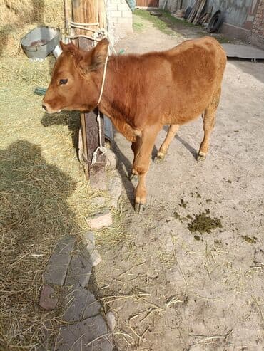 собака булдок: Сатам | Кунаажын | Байланган — 1