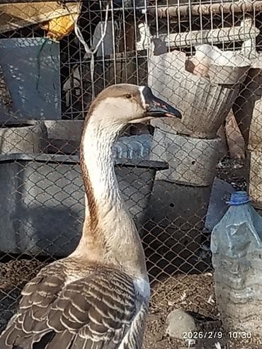 продаю козы: Продаю гусей,возраст 9 месяцев,начинают нести яйца,порода — 2