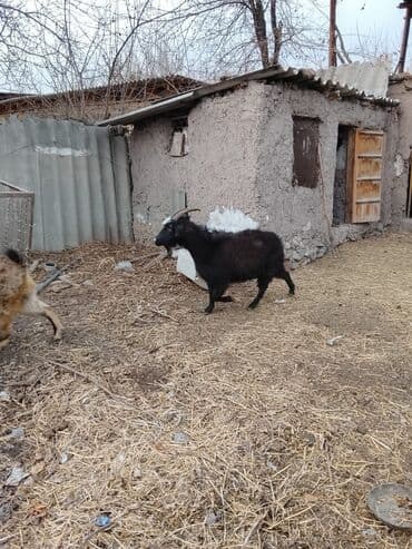 сколько стоит коза дойная купить: Продаю | Козёл (самец) | Полукровка | Для разведения — 4