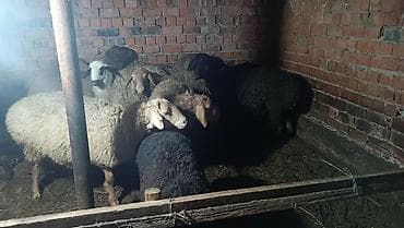 куры марьям бишкек: Продаю | Овца (самка) | Полукровка | Для разведения | Матка — 1