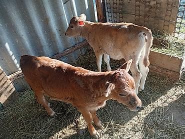 сом рыба: Продаю | Тёлка, Музоо, торпок | На откорм — 6