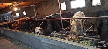 ат башы там: Сатам | Бука (эркек) | Аргын | Бордоп семиртүү үчүн | Байланган — 1